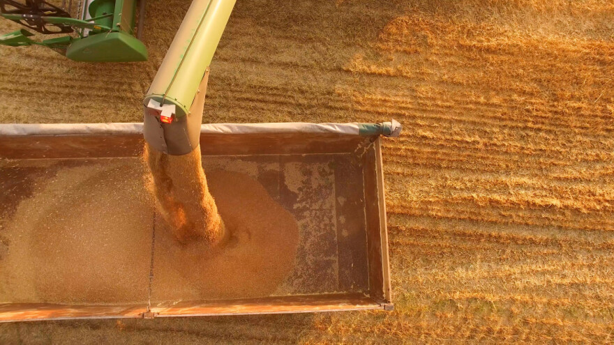 Početak tjedna donio promjene u cijenama pšenice i kukuruza