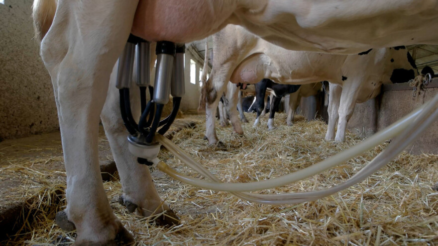 Mlekare u EU povećale proizvodnju - koje države prednjače?