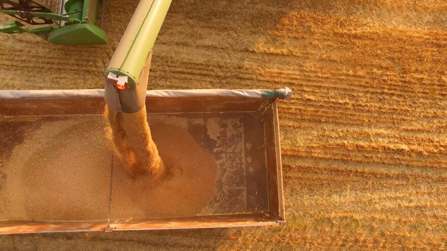 Cijene pšenice pale na najniži nivo u četiri mjeseca