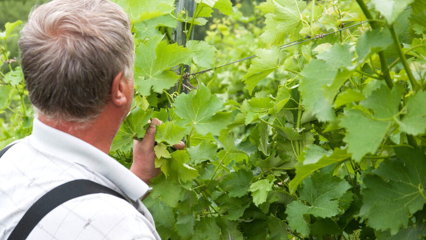 Arome i svežinu budućeg vina spasite izmenama u tehnologiji