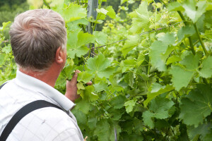 Arome i svježinu budućeg vina spasite izmjenama u tehnologiji