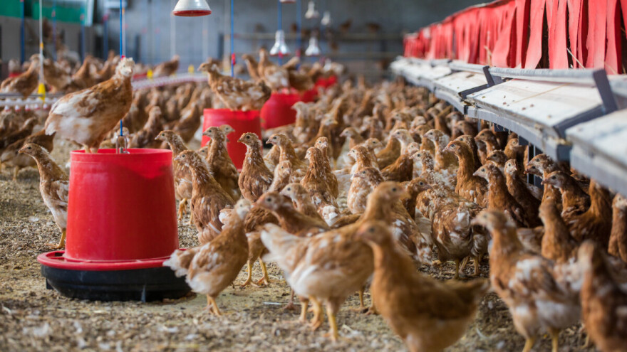 Vakcina protiv ptičje gripe nije dovoljna zaštita - šta je još potrebno napraviti?