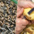 Riješite se mravi pomoću krumpira  - dovoljne su i kore