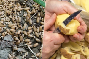 Rešite se mrava pomoću krompira - dovoljne su i kore