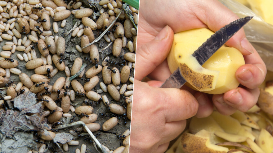 Riješite se mravi pomoću krompira  - dovoljne su i kore