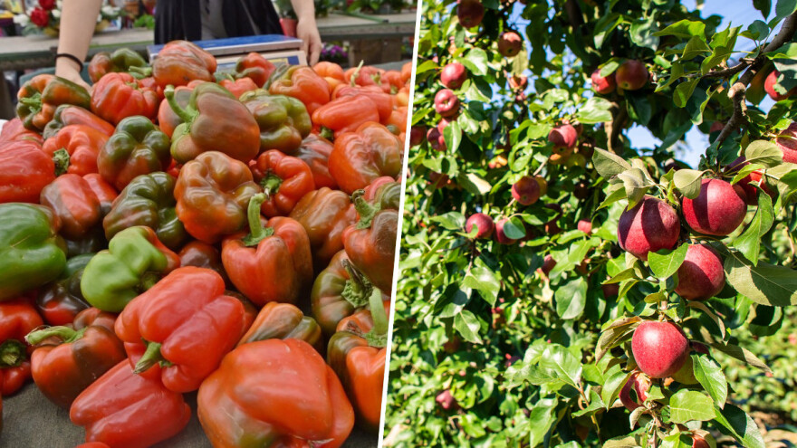 Troškovi proizvodnje voća i povrća na rekordnim nivoima, cijene proizvoda ih ne prate