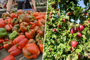 Troškovi proizvodnje voća i povrća na rekordnim nivoima, cene proizvoda ih ne prate