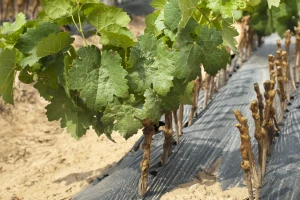 Kako podići matični vinograd?