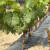 Kako podići matični vinograd?