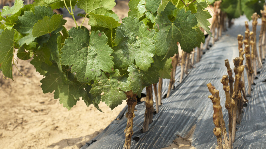 Kako podići matični vinograd?