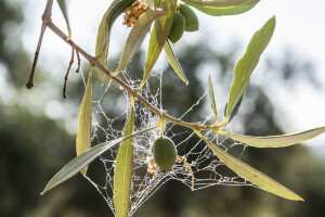Pronađen prirodni biopesticid za opasnu bakterijsku bolest Xylella fastidiosa?
