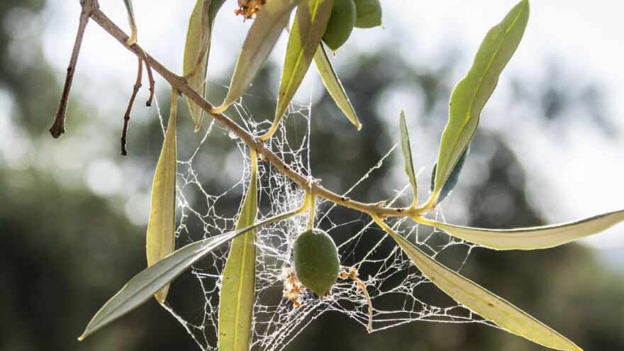 Pronađen prirodni biopesticid za opasnu bakterijsku bolest Xylella fastidiosa?
