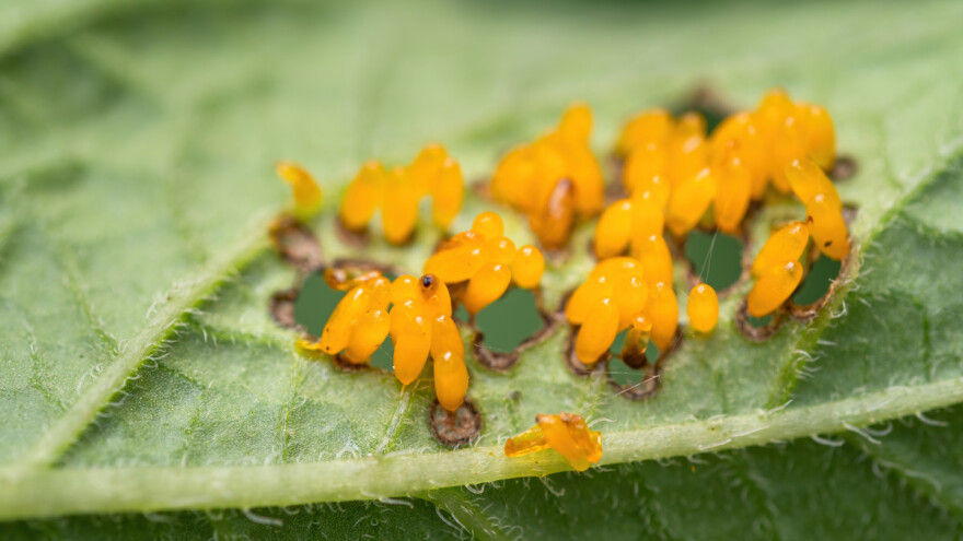 Šture informacije o zdravlju poljoprivrednog bilja - može li bolje?