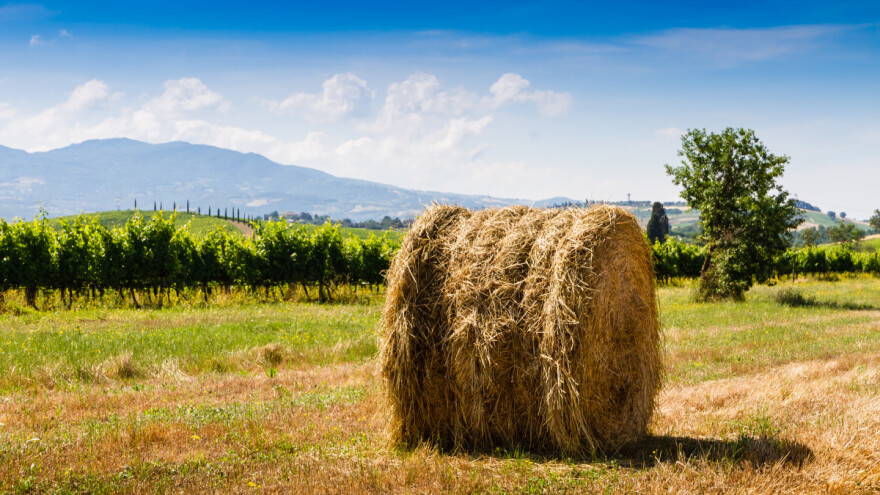 Šta sa slamom u vinogradu? Spriječiti eroziju i izjaviti ljubav