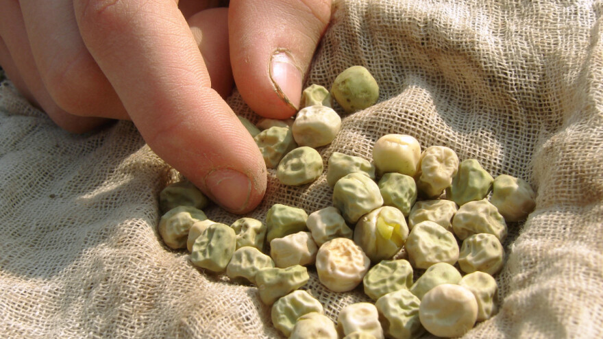 Zašto i kada naklijavati sjeme mahunarki prije sjetve?