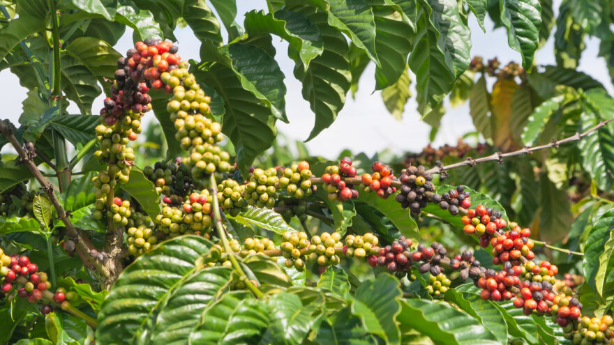 Prvi put u istoriji u Evropi rodila kafa - uskoro uzgoj na Siciliji?