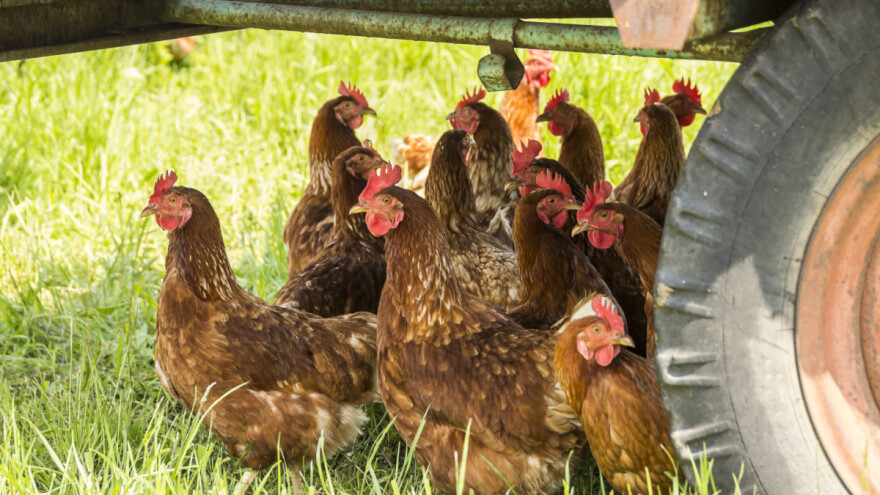 Tekutima pašu ekstremne vrućine - kako zaštititi perad?