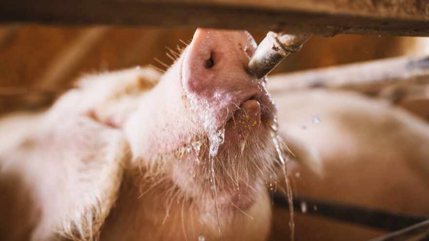 Stočar osmislio tuš za svinje - aktiviraju ga njuškama