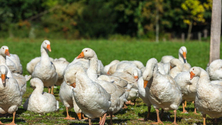 Ptičji grip u Mađarskoj - stradalo 1.250 gusaka