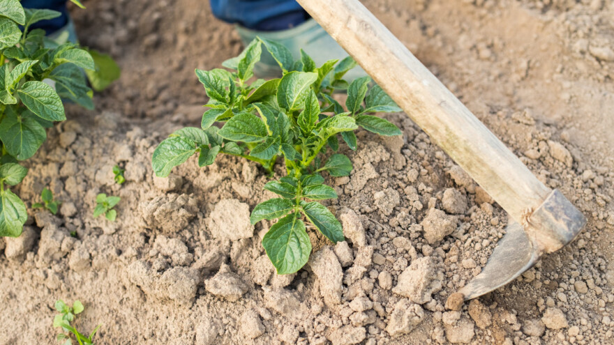 Na koje povrće se nagrće zemlja?