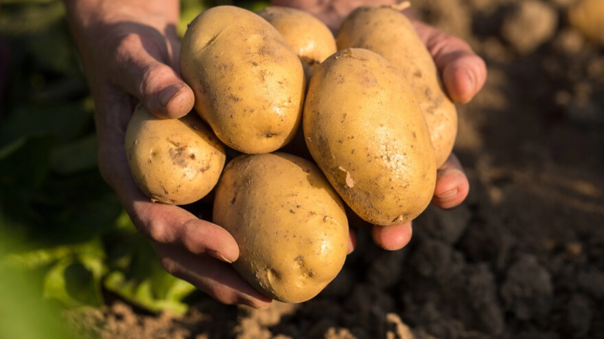 Krompir dobio svoj međunarodni dan - kada ćemo ga obeležavati?