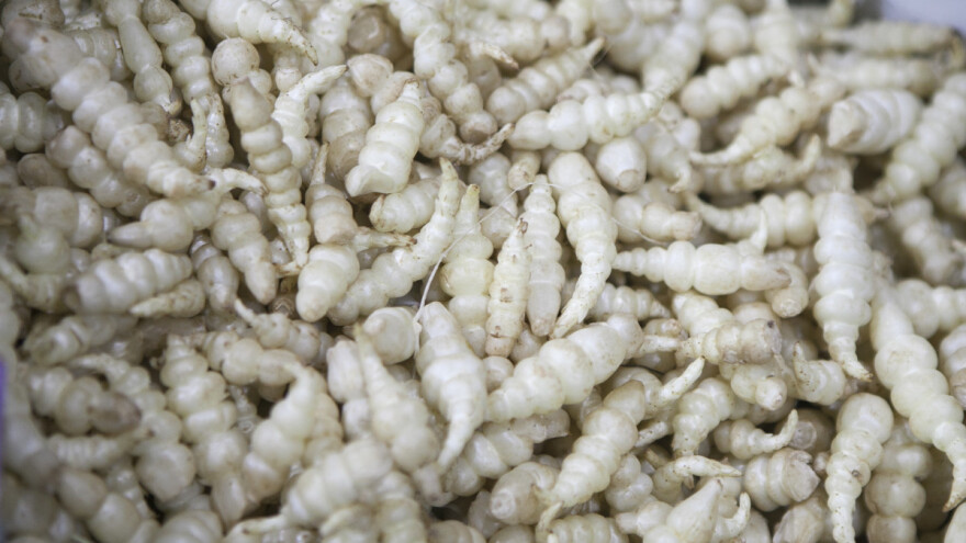 Kineska artičoka je perspektivno povrće, cijenjeno u narodnoj medicini