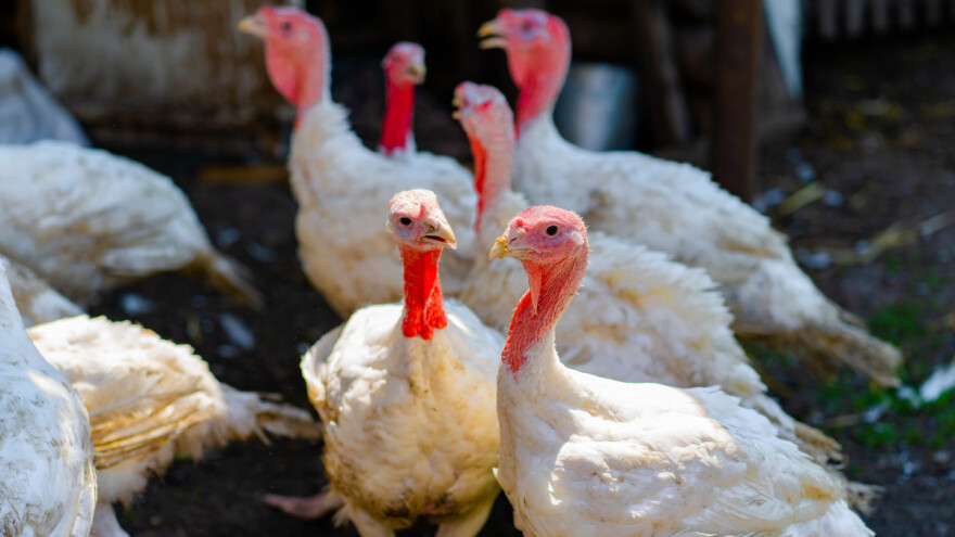 Zašto se purani međusobno kljucaju i kako to spriječiti?