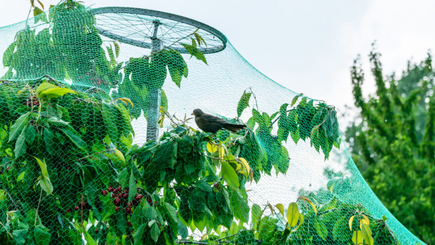 Kako zaštititi polja, voćnjake, bašte i živinu od ptica?