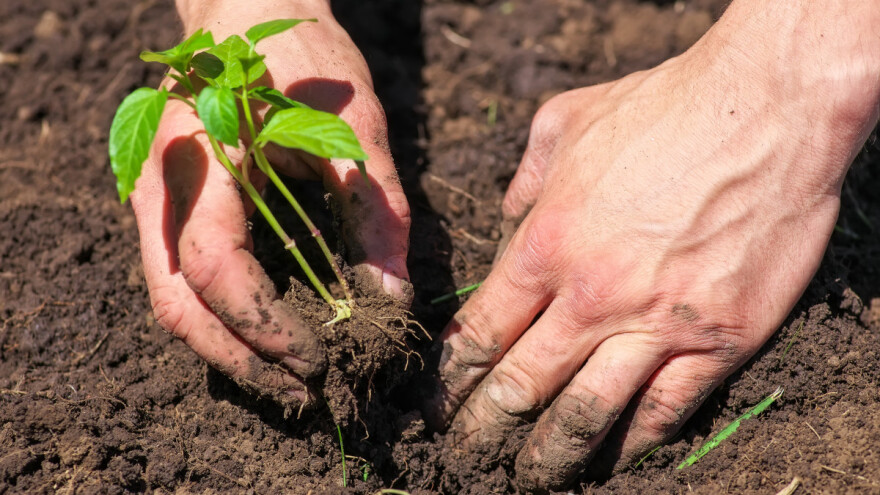 Uzgoj paprike na otvorenom: Na što posebno treba paziti?