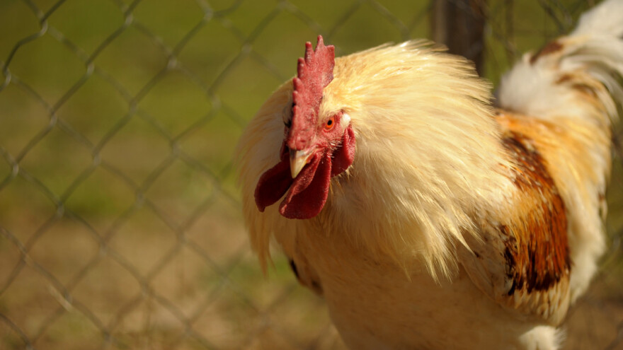 Šta kada petao napada? Evo rešenja kako ga umiriti