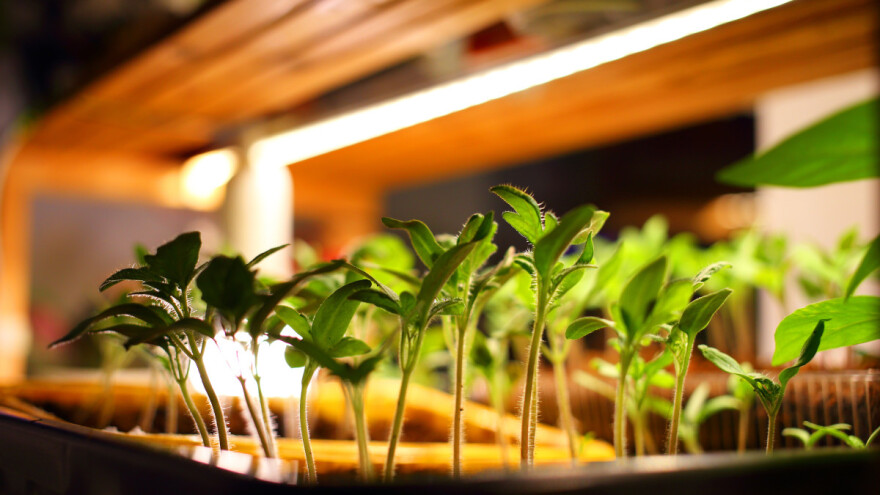 Koju rasvetu odabrati za uzgoj sadnica i drugog bilja?