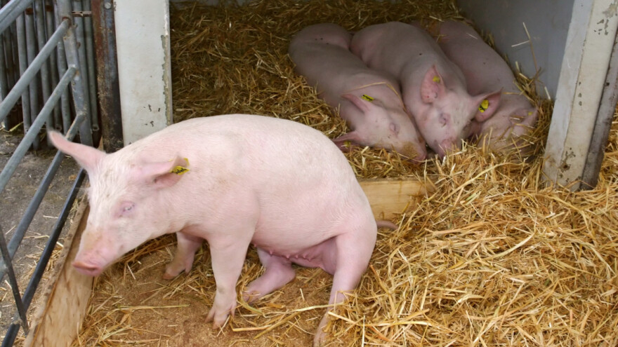 Cijene svinja i dalje rastu - manja proizvodnja u EU