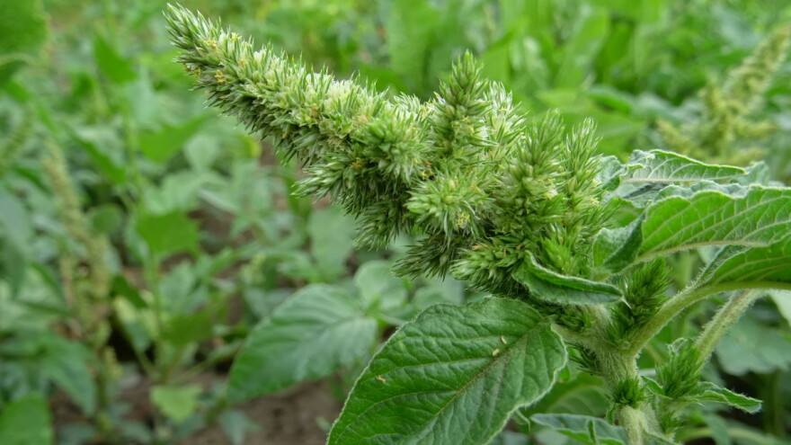 Brazilu prijeti invazivni korov