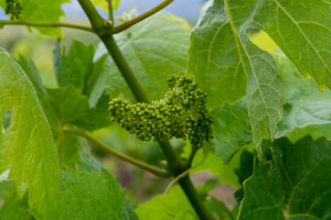 Zašto i kako se radi rana defolijacija vinove loze?