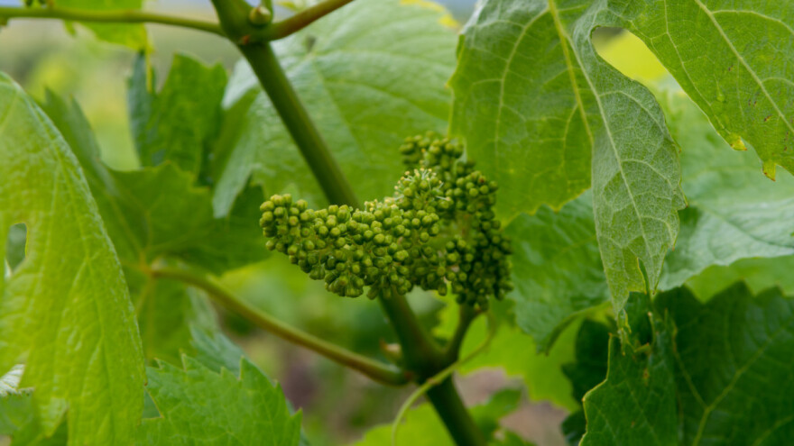 Zašto i kako se radi rana defolijacija vinove loze?