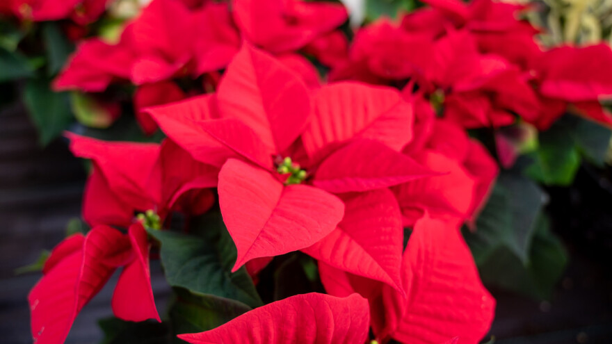 Kakvu božićnu zvijezdu (ne)kupiti? Evo 10 savjeta