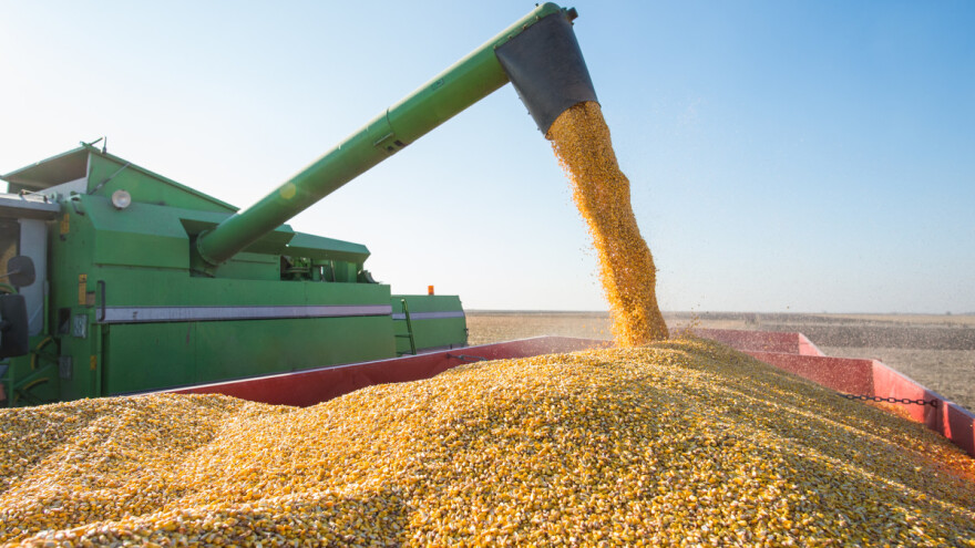 Kukuruz skuplji od pšenice - nedostaju pomorci u crnomorskim lukama