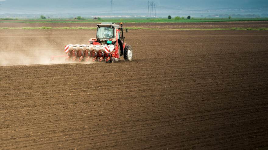 Visoke cijene uljane repice dovele do rekorda u zasijanim površinama