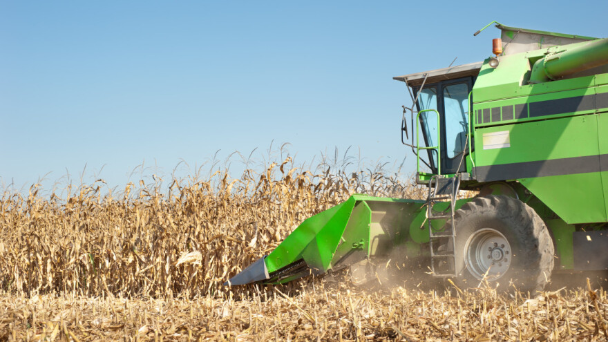 Najslabija žetva kukuruza u Francuskoj - cene na berzama osciliraju