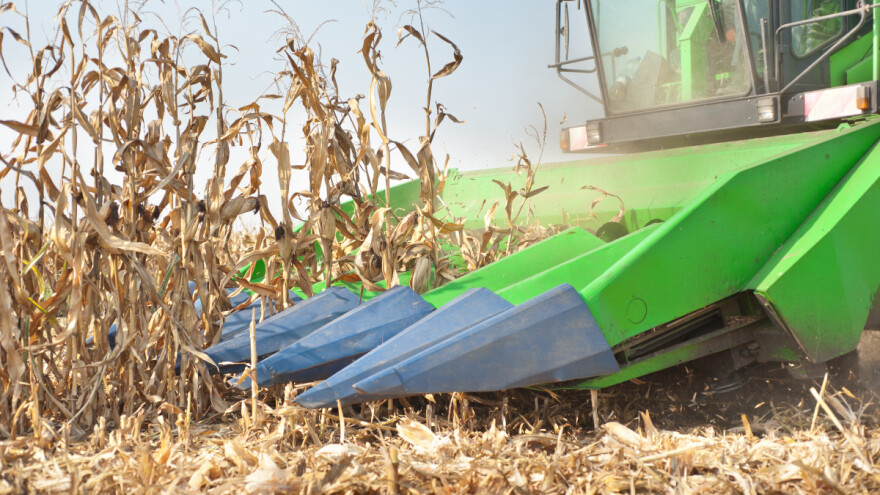 Šta će se događati sa žitaricama u ovoj sezoni?