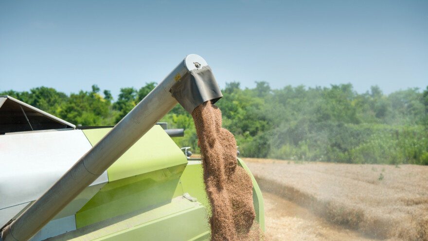Dok uvoznici miruju, cijene žitarica u blagom padu