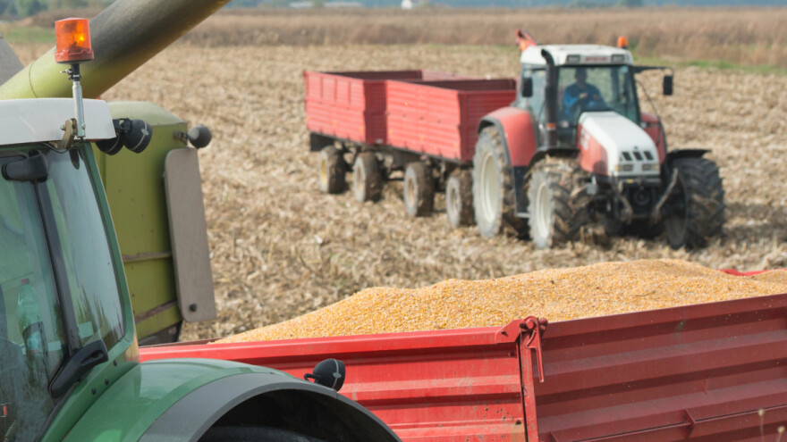 Povećana prognoza za prinos kukuruza za 2023./2024., a što s drugim kulturama?