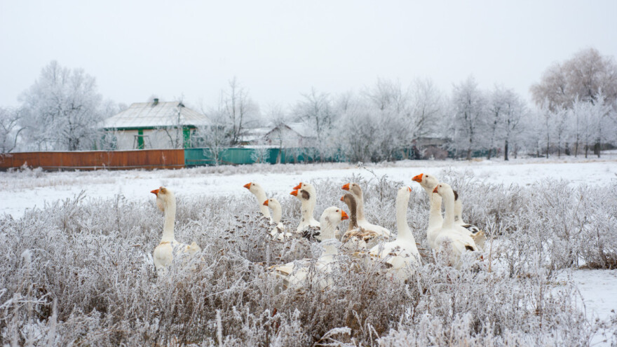 Dugoročna prognoza: Čeka nas još jedna zima bez snega?