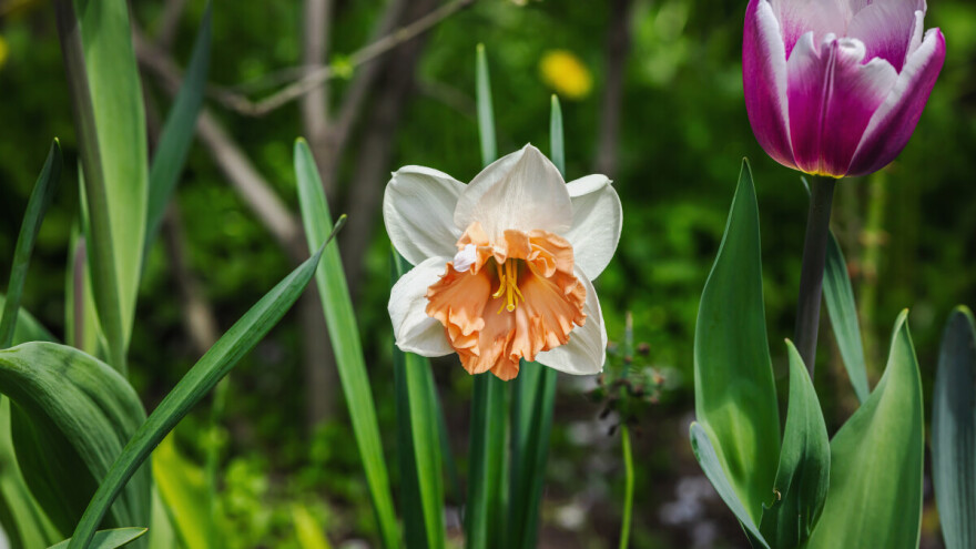 Što posaditi uz proljetnice koje su ocvale? Evo 7 prijedloga