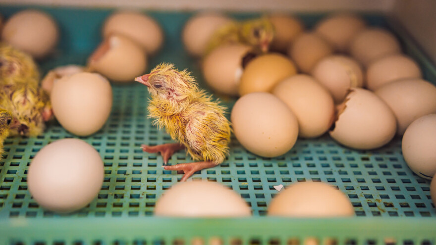 Uvodi se zabrana ubijanja muških pilića u cijeloj EU - šta to znači za tržište?