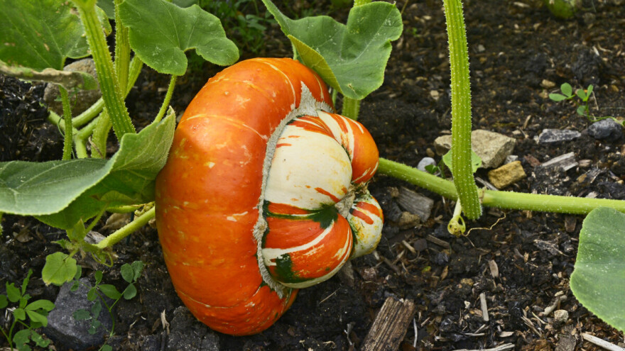 Može li se jesti turban bundeva i kako je uzgojiti?