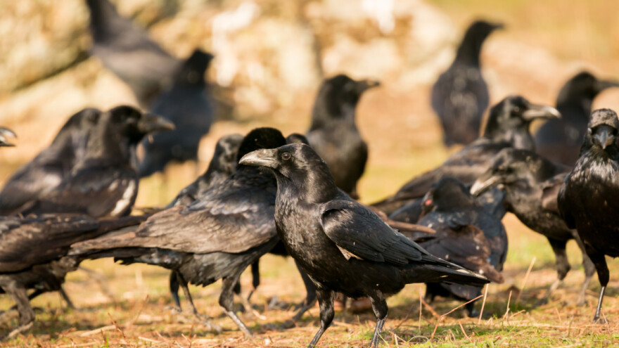 Vrane prave velike štete - gubici i do 20.000 eura
