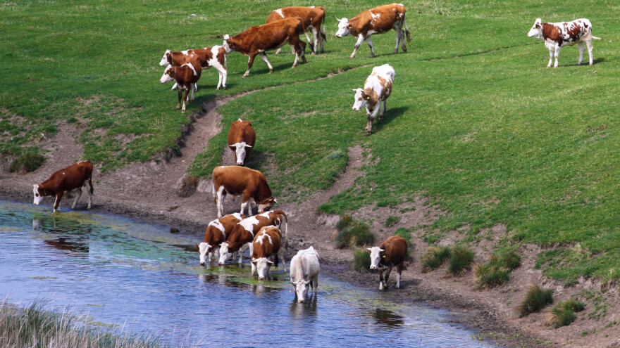 Zašto je važno redovito analizirati vodu kojom se napaja stoka?