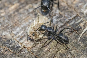 Mravi mogu biti efikasniji od pesticida?