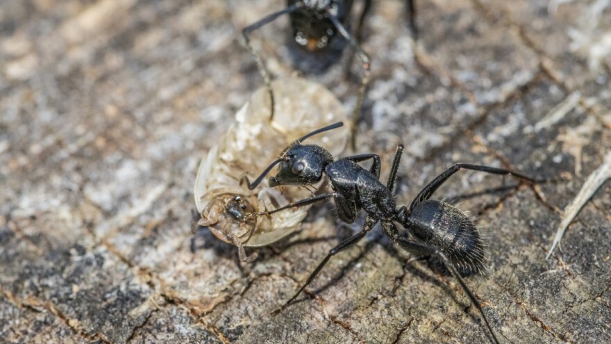 Mravi mogu biti učinkovitiji od pesticida?